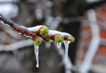 Llegaron los fríos intensos y las infaltables heladas afectando la producción local.
