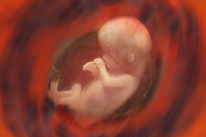 Feto Humano - Aborto