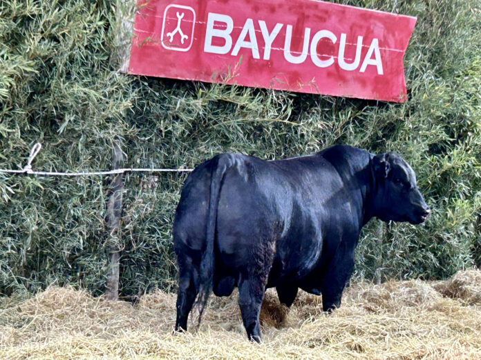 BAUCUÁ TORO