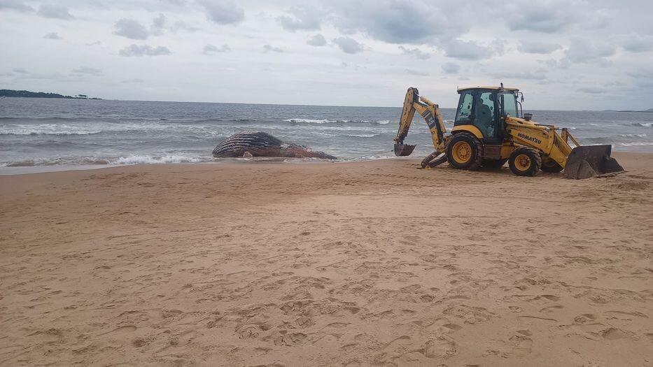 Ballena en playa de Punta del Este / Foto: Prefectura Nacional