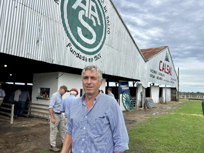 GIRA MERINO
