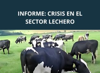 INFORME: CRISIS EN EL SECTOR LECHERO