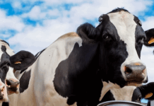 Leche en polvo entera cae a mínimo en un año en GDT Pulse – FONTERRA