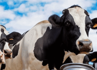 Leche en polvo entera cae a mínimo en un año en GDT Pulse – FONTERRA