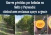 Graves pérdidas por heladas en Salto y Paysandú: citricultores reclaman apoyo urgente Graves pérdidas por heladas en Salto y Paysandú: citricultores reclaman apoyo urgente