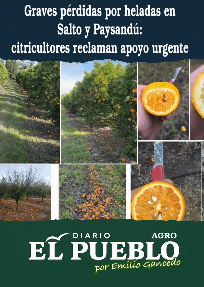 Graves pérdidas por heladas en Salto y Paysandú: citricultores reclaman apoyo urgente
