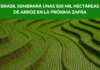 Brasil sembrará unas 920 mil hectáreas de arroz en la próxima zafra