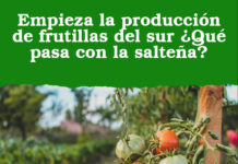 Empieza la producción de frutillas del sur ¿Qué pasa con la salteña?