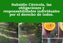 Subsidio Citrícola, las obligaciones y responsabilidades individuales por el derecho de todos.