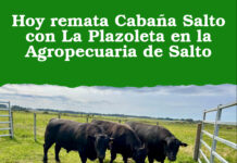 Hoy remata Cabaña Salto con La Plazoleta en la Agropecuaria de Salto