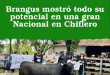 Brangus mostró todo su potencial en una gran Nacional en Chiflero