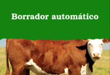 Novillo Mercosur: luego de meses la hacienda frena las subas en Uruguay