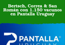 Bertsch, Correa & San Román con 1.150 vacunos en Pantalla Uruguay