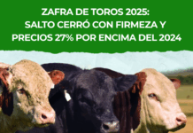 Zafra de toros 2025: Salto cerró con firmeza y precios 27% por encima del 2024