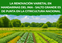La renovación varietal en mandarinas del INIA – SALTO GRANDE es de punta en la citricultura nacional