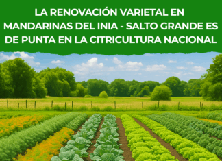 La renovación varietal en mandarinas del INIA – SALTO GRANDE es de punta en la citricultura nacional