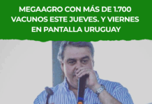 MegaAgro con más de 1.700 vacunos este jueves. y viernes en Pantalla Uruguay
