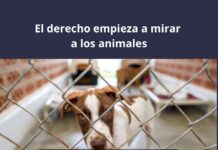 El derecho empieza a mirar a los animales