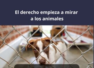El derecho empieza a mirar a los animales