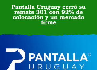 Pantalla Uruguay cerró su remate 301 con 92% de colocación y un mercado firme