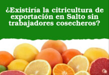 ¿Existiría la citricultura de exportación en Salto sin trabajadores cosecheros?