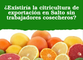 ¿Existiría la citricultura de exportación en Salto sin trabajadores cosecheros?