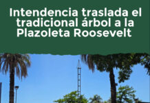 Intendencia traslada el tradicional árbol a la Plazoleta Roosevelt