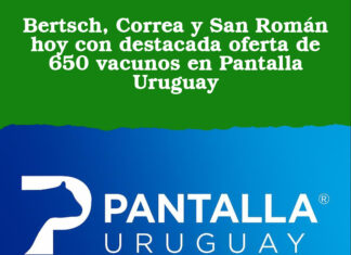 Bertsch, Correa y San Román hoy con destacada oferta de 650 vacunos en Pantalla Uruguay
