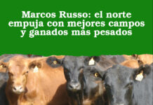 Marcos Russo: el norte empuja con mejores campos y ganados más pesados
