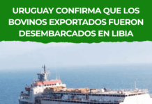 Uruguay confirma que los bovinos exportados fueron desembarcados en Libia