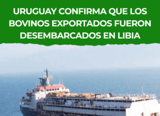 Uruguay confirma que los bovinos exportados fueron desembarcados en Libia