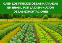 Caída del precio de la naranja en Brasil por baja demanda y aumento de oferta
