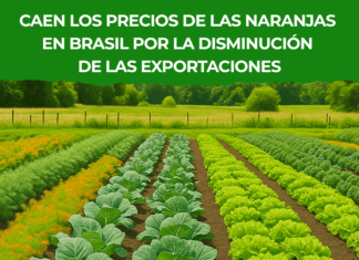 Caída del precio de la naranja en Brasil por baja demanda y aumento de oferta