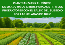 Proponen ampliar subsidio por heladas de 50 a 70 hectáreas en Salto