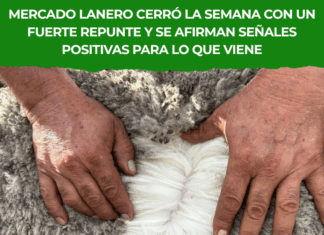 Repunte del mercado lanero: IME sube y crece la demanda global