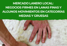 Mercado lanero local: negocios firmes en lanas finas y algunos movimientos en categorías medias y gruesas