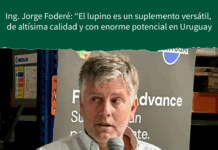 Ing. Jorge Foderé: “El lupino es un suplemento versátil, de altísima calidad y con enorme potencial en Uruguay”