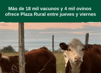 Más de 18 mil vacunos y 4 mil ovinos ofrece Plaza Rural entre jueves y viernes