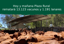 Hoy y mañana Plaza Rural rematará 13.123 vacunos y 1.191 lanares
