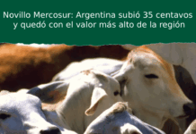 Novillo Mercosur: Argentina subió 35 centavos y quedó con el valor más alto de la región