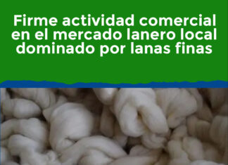 Firme actividad comercial en el mercado lanero local dominado por lanas finas