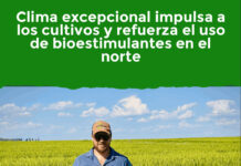 Clima excepcional impulsa a los cultivos y refuerza el uso de bioestimulantes en el norte
