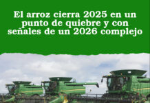 El arroz cierra 2025 en un punto de quiebre y con señales de un 2026 complejo