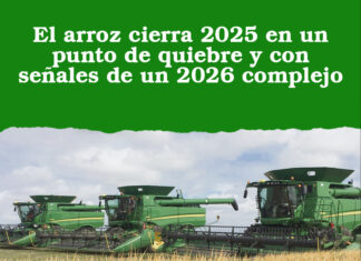 El arroz cierra 2025 en un punto de quiebre y con señales de un 2026 complejo