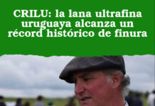 CRILU: la lana ultrafina uruguaya alcanza un récord histórico de finura