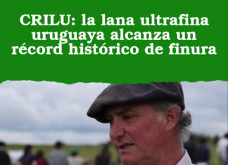 CRILU: la lana ultrafina uruguaya alcanza un récord histórico de finura
