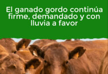 El ganado gordo continúa firme, demandado y con lluvia a favor
