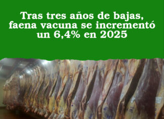 Tras tres años de bajas, faena vacuna se incrementó un 6,4% en 2025