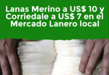 Lanas Merino a US$ 10 y Corriedale a US$ 7 en el Mercado Lanero local