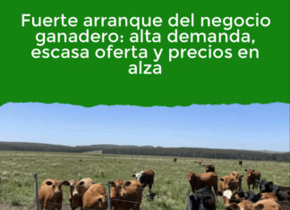 Fuerte arranque del negocio ganadero: alta demanda, escasa oferta y precios en alza